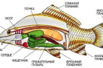 Anatomie ryb - vnitřní a vnější struktura strunatců