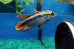 Apistogramma agassizii (apistogramma agassizii)