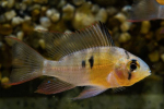 Apistogram bolivijský motýl (mikrogeophagus altispinosus)