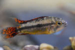 Kakadu apistogram (apistogramma cacatuoides)