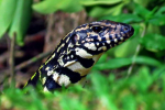 Argentinské černé a bílé tegu (tupinambis merianae)