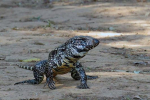 Argentinské tegu