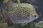 Argus scatophagus (scatophagus argus)