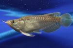 Arowana silvery: péče a údržba v domácím akváriu