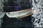 Arowana stříbrná (osteoglossum bicirrhosum)