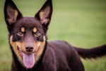 Australská kelpie