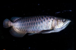 Asijská arowana (scleropages formosus)