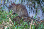 Bandicoots (lat. Bandicota)