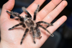 Brachypelma albopilosum: údržba pavouka brachipelma albopilosum