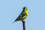 Siskin-bird - vzhled, lokalita, pravidla pro chov doma