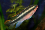 Papoušci cichlidy (pelvicachromis pulcher)