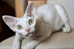 Devon rex: popis devonských koček, rysy péče a charakteru