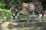 Divoká kočka-leopard ocelot - lokalita, druh, rozmnožování, výživa, možnost domestikace