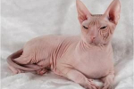 Don sphynx