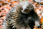 Echidna (echidna)