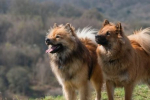 Eurasier: popis plemene, rady při výběru a péči