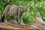 Evropská divoká lesní kočka: rysy charakteru a plemene