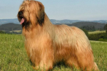 Francouzský briard