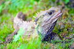 Tuatara nebo tuatara