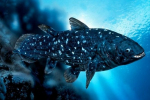 Kde přebývá coelacanth - prastará křížoploutvá ryba