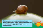 Obří šnek achatina fulica