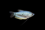 Modrý nebo tečkovaný gurami (trichogaster trichopterus)