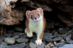 Hranostaj (mustela erminea)