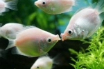 Gourami líbání