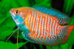 Gourami (gourami nebo trishogaster)