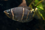 Čokoláda gourami (sphaerichthys osphromenoides)