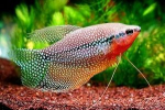 Pearl gourami - údržba, chov a péče