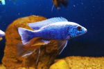 Haplochromis jackson (sciaenochromis fryeri)