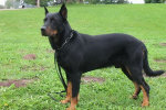 Dobrý pastýř a spolehlivý přítel - oddaný, ale tvrdohlavý beauceron