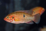 Krásný chromis (hemichromis bimaculatus)