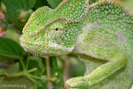 Chameleon indický (chamaeleon zeylanicus)