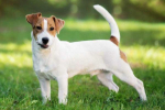 Historie původu a popis plemene jack russell terrier