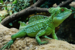 Ještěrka běžící po vodě - přilba baziliška (basiliscus plumifrons)