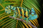 Chameleon jemenský (chamaeleo calyptratus)