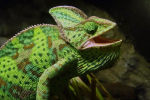 Chameleon jemenský: údržba a péče