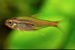 Erythrozonus nebo tetra světluška (hemigrammus erythrozonus)