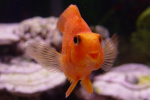 Chov zlaté rybky ve vašem domácím akváriu