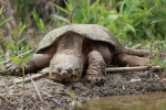 Želva chňapající (chelydra serpentina)