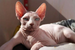 Kanadský sphynx: vlastnosti péče a údržby