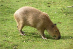 Capybara doma: zajímavá fakta, jaké zvíře