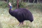 Cassowary