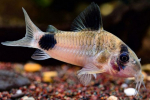 Panda koridorová (corydoras panda)