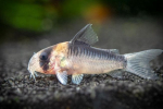 Chodby (corydoras) oblíbený druh