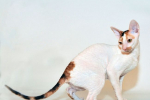 Cornish rex: popis plemene a charakteru koček