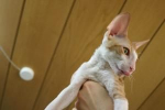 Cornish rex: popis plemene, péče a údržba