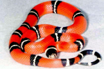 Užovka královská (lampropeltis)